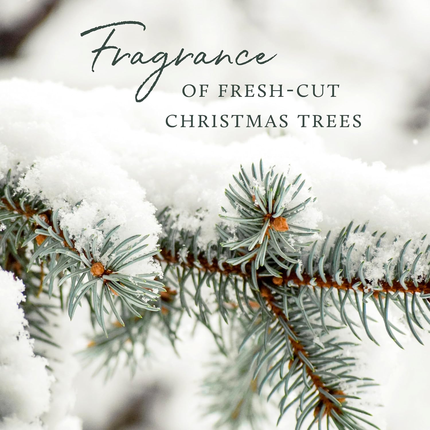 Thymes Reed Diffuser Oil Refill - Frasier Fir 775 Fl Oz